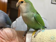 -立德动物医院·异宠·CT·鹦鹉(天河店)