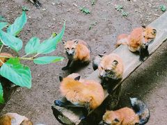 -宫城藏王狐狸村