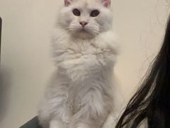 -十年猫舍·猫咪专门店(普陀店)