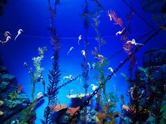 -上海海洋水族馆