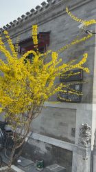-青稚护手霜QINGZHI