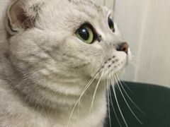 -Bastet sally猫舍购宠(静安店)