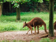 -杭州野生动物世界