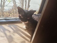 -豆逗聊愈猫阁Easy Life