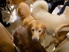 -萌喵咖啡屋(人民东路4号口M16商铺店)