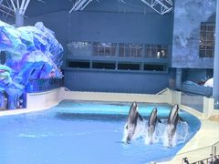 -珠海横琴长隆《卡卡虎奇遇记》