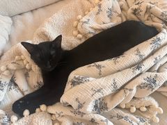 -瑞鹏宠物医院·普外科·影像科·皮肤科(城市山谷分院)