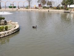 -鹅湖玫瑰文化园
