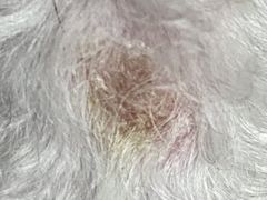 -瑞鹏宠物医院·爱宠堂·骨外专科(西荷分院)