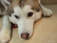 小漂亮-Husky Go! 哈士奇体验馆·宠物咖啡厅狗咖