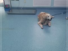 -北京赛佳动物医院