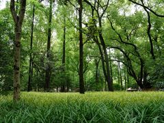 -徐家汇源景区-衡山公园