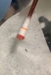 -周忆刺青原创设计定制