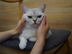-滚猫咖啡·猫咖·猫友好撸猫(未来城店)
