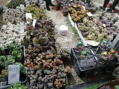 -莲花山公园