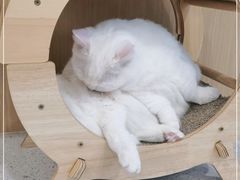 -飞行喵MR PILOT|猫舍·猫咖(静安大融城店)