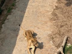 -西霞口神雕山野生动物世界