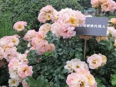 -大关公园
