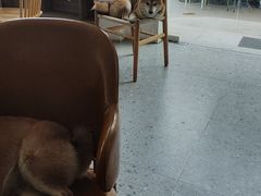 -是阿柴呀！柴犬咖啡·爱喵喵猫咖