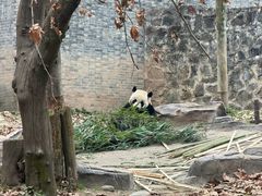 -都江堰中华大熊猫苑
