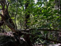 -海南热带雨林国家公园吊罗山景区