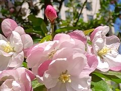 -海棠花溪(元大都城垣遗址公园)