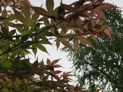 -望江楼公园