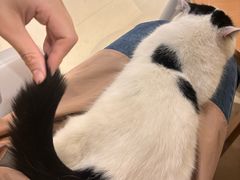 -藏猫猫咖啡主题馆(中央大道店)