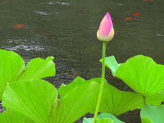 -东山雕花楼