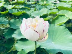 -白洋淀风景区