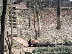 -中国大熊猫保护研究中心雅安碧峰峡基地