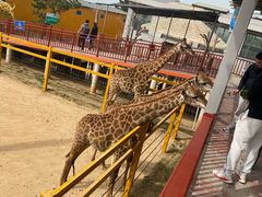 -西霞口神雕山野生动物世界