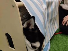 -Husky Go! 哈士奇体验馆·宠物咖啡厅狗咖