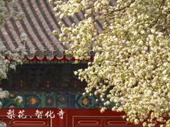 -北京凤凰岭