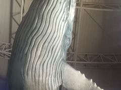 -烟台海昌鲸鲨海洋公园