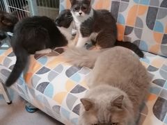 -我爱猫咪·猫咖·狗咖·安哥拉兔·羊驼咖(小寨华旗店)