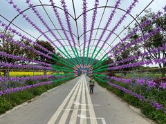 -苏州太湖西山岛开心农场
