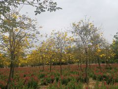 -天适樱花悠乐园