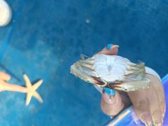 -南湾猴岛+椰田古寨一日游