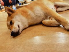 -南京Hallo宠物乐园·哈罗犬舍·柴犬繁育基地