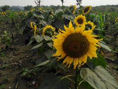 -中国天府农业博览园