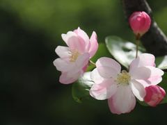 -莫愁湖公园