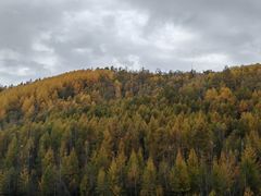 -莫尔道嘎国家森林公园