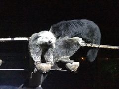 -清迈夜间动物园