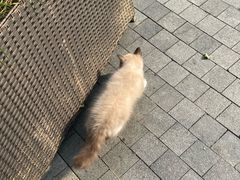 -金鸡湖桃花岛