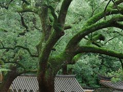 -普陀山风景名胜区-法雨禅寺