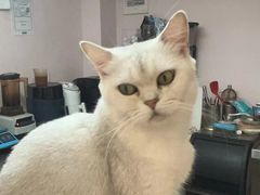 -猫咪派对(江南西店)