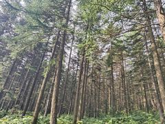 -芦芽山旅游度假区