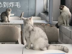 -喵的天空名猫咖啡馆·撸猫·猫舍·用品