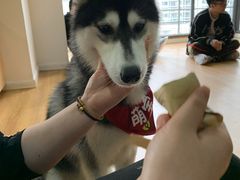 -Husky Go! 哈士奇体验馆·宠物咖啡厅狗咖